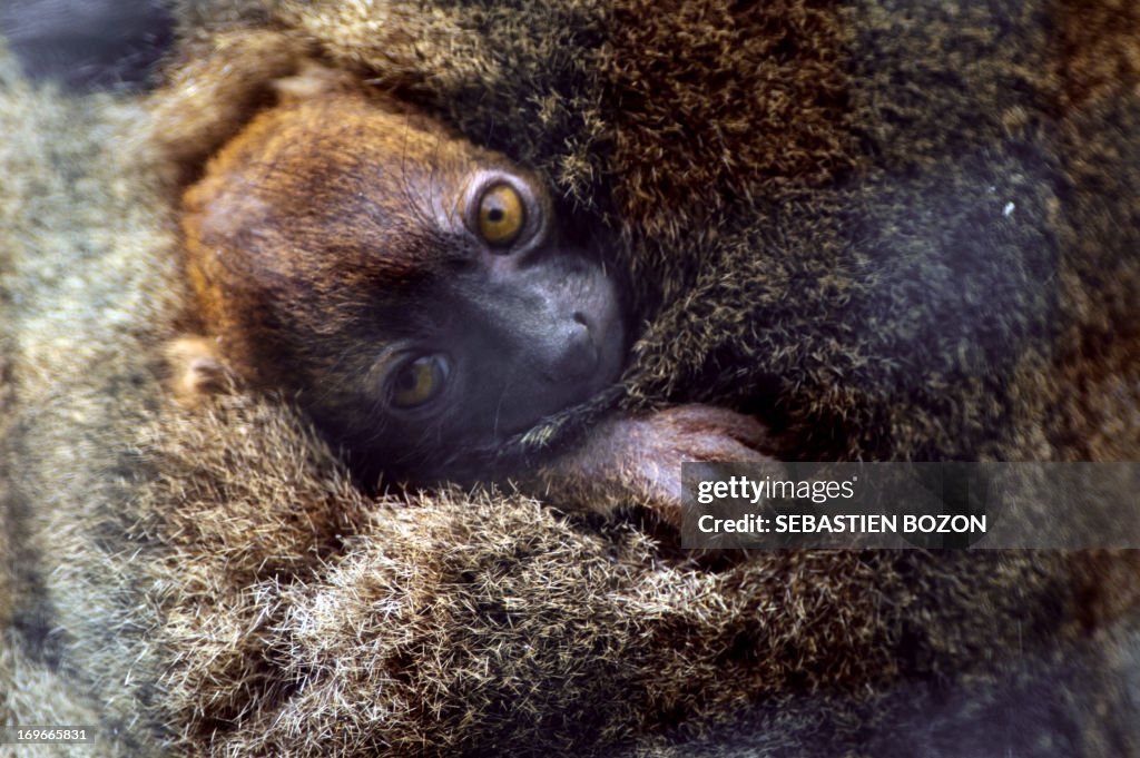 FRANCE-ANIMALS-LEMUR