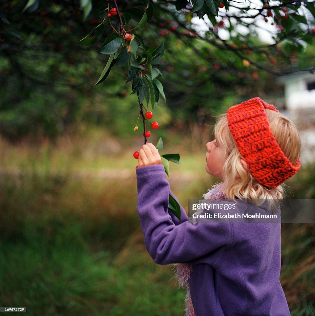 Girl picking Cherries