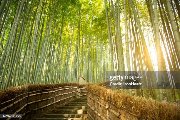 arashiyama bamboo grove in kyoto. - bamboo stock pictures, royalty-free photos & images
