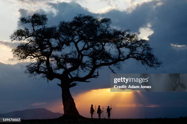 fig tree and three masai men silhouetted - masai mara national reserve fotografías e imágenes de stock