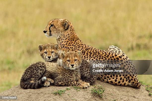 mother and two baby cheetahs on termite mound - animal family stock-fotos und bilder