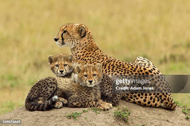 mother and two baby cheetahs on termite mound - cubs fotografías e imágenes de stock