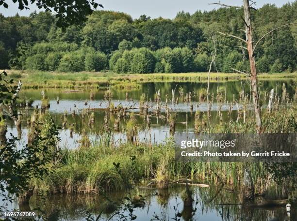 swamps, dead trees in plagefenn nature reserve (schorfheide) - brandemburgo - fotografias e filmes do acervo