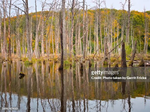 swamps, dead trees in plagefenn nature reserve (schorfheide) - bog - fotografias e filmes do acervo