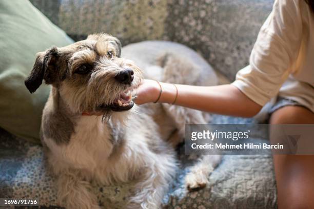 un perro pequeño recibe el mando del dueño - perro adiestrado fotografías e imágenes de stock
