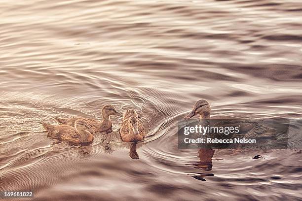 family of ducks on lake at sunrise - fiume eagle wisconsin foto e immagini stock