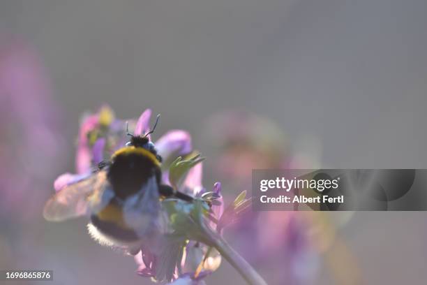 bumblebee on blooming thyme - thyme field stock pictures, royalty-free photos & images