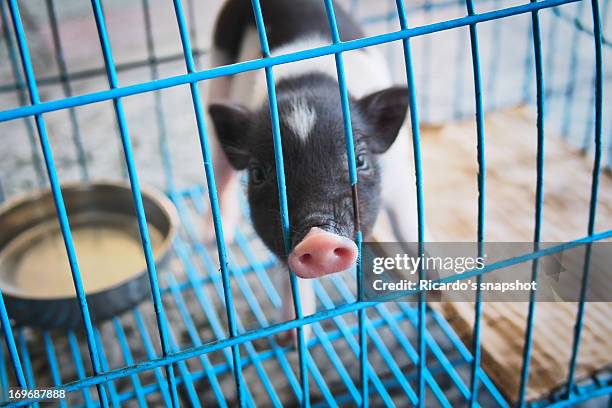 Little Piggy High-Res Stock Photo