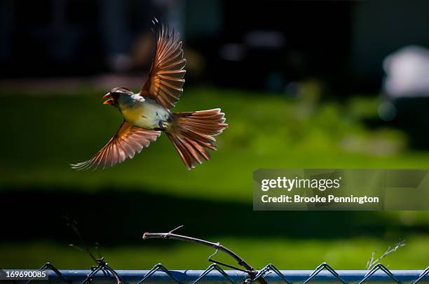 cardinal in flight - cardinal flying stock pictures, royalty-free photos & images