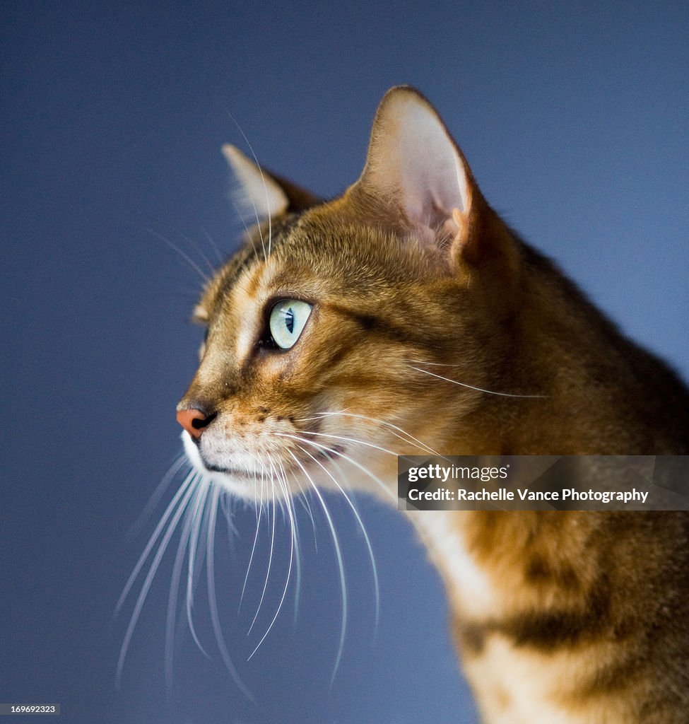 Bengal Cat