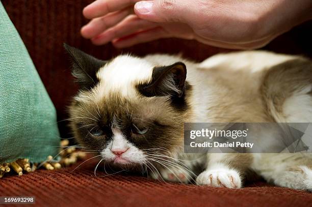 Fan caresses the head of the cat "Tardar Sauce," better known by its viral Internet meme name "Grumpy Cat," during a press event during the 2013 SXSW...