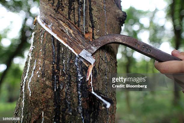 Latex drips down a spout on a rubber tree during a rubber-tapping demonstration at a plantation adjacent to the Thai Hua Rubber Pcl factory in...