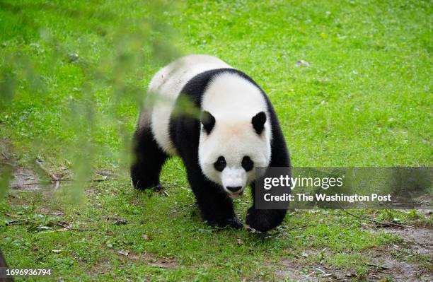 Tian Tian whose name means more and more enjoying the morning rain as of dozens of visitors showed up on the first day of PANDA PALOOZA: A GIANT...