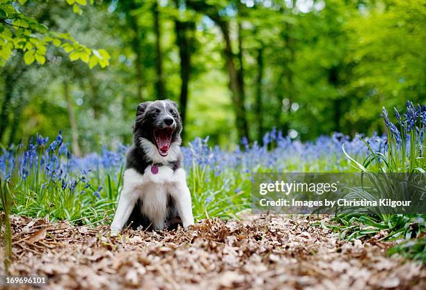 yawning border collie puppy - collie yawn stock pictures, royalty-free photos & images