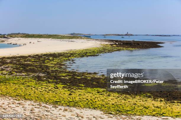 sandy beach beach, green algae, ile saint-nicolas, glenan islands, archipelago of glenan in the atlantic ocean off the coast near concarneau, department of finistere penn-ar-bed, brittany breizh region, france - finistere stock pictures, royalty-free photos & images