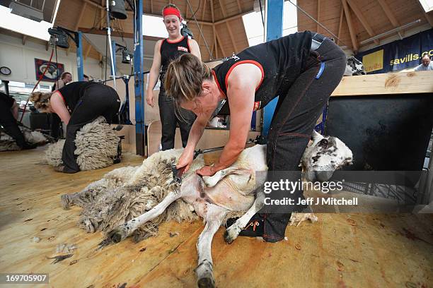 Sheep Rce Sheep Race Photos and Premium High Res Pictures - Getty Images