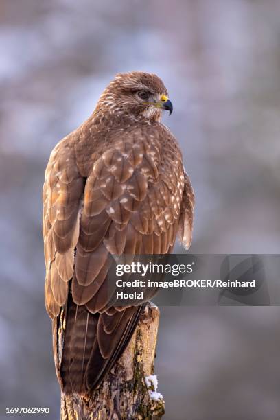 steppe buzzard (buteo buteo), sitting on a tree stump, tyrol, austria - eurasian buzzard stock pictures, royalty-free photos & images