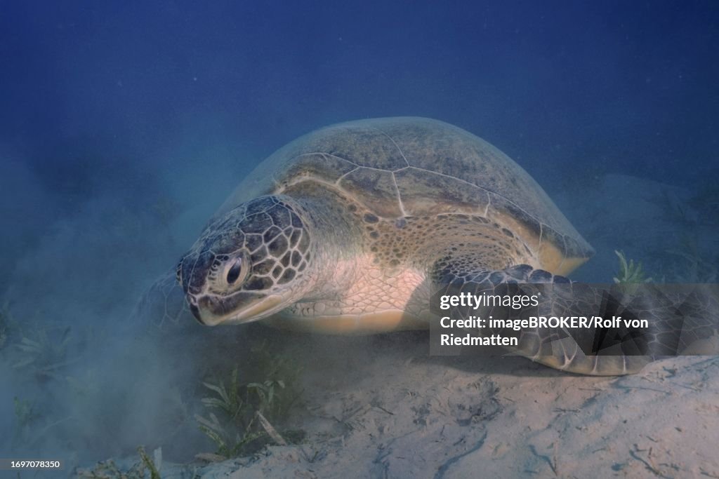 Green turtle (Chelonia mydas) eating seaweed, stirring up sand, Marsa Shona reef dive site, Egypt, Red Sea
