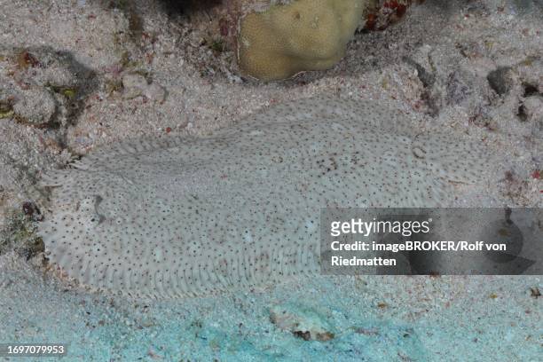 well camouflaged finless sole (pardachirus marmoratus) in the sand. dive site marsa shona reef, red sea, egypt - moses sole stock illustrations