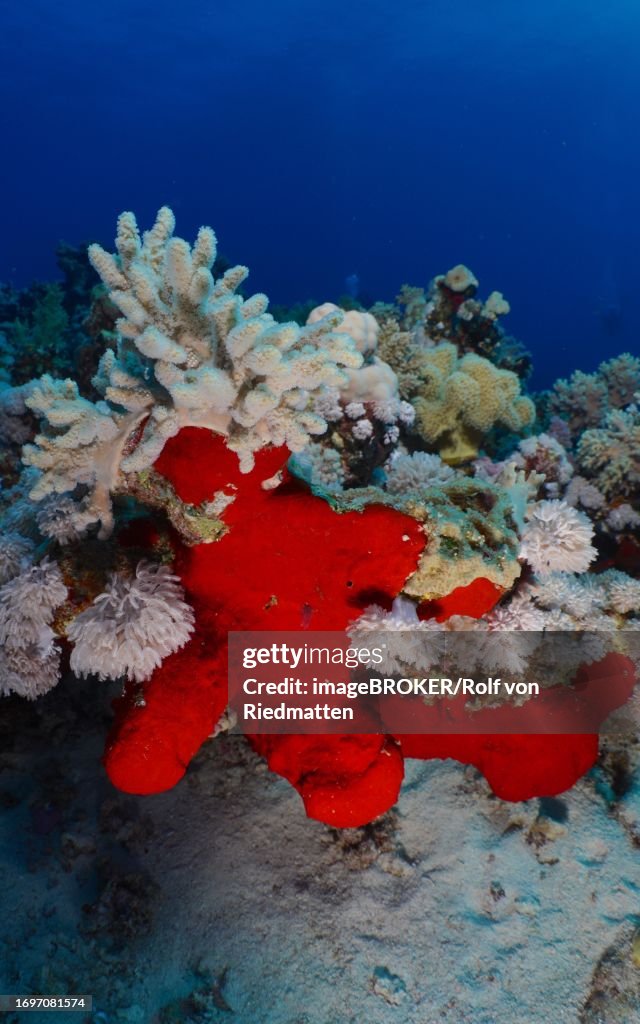 Red Drilling Sponge (Pione vastifica), Sea sponge, Dive site Abu Dabab Reef, Egypt, Red Sea