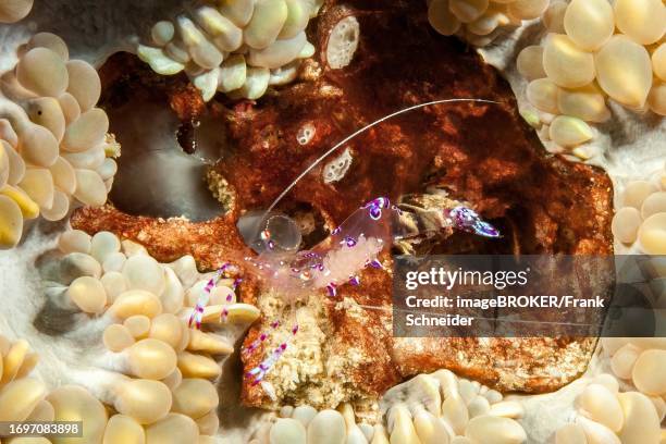 Shrimp (Periclimenes tosaensis) carrying clutches of eggs in transparent body, Pacific Ocean, Yap Island, Yap State, Caroline Islands, FSM, Federated States of Micronesia