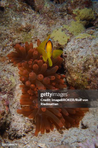 red sea clownfish (amphiprion bicinctus) in front of its fluorescent bubble-tip anemone (entacmaea quadricolor), dive site house reef mangrove bay, el quesir, egypt, red sea - entacmaea stock illustrations