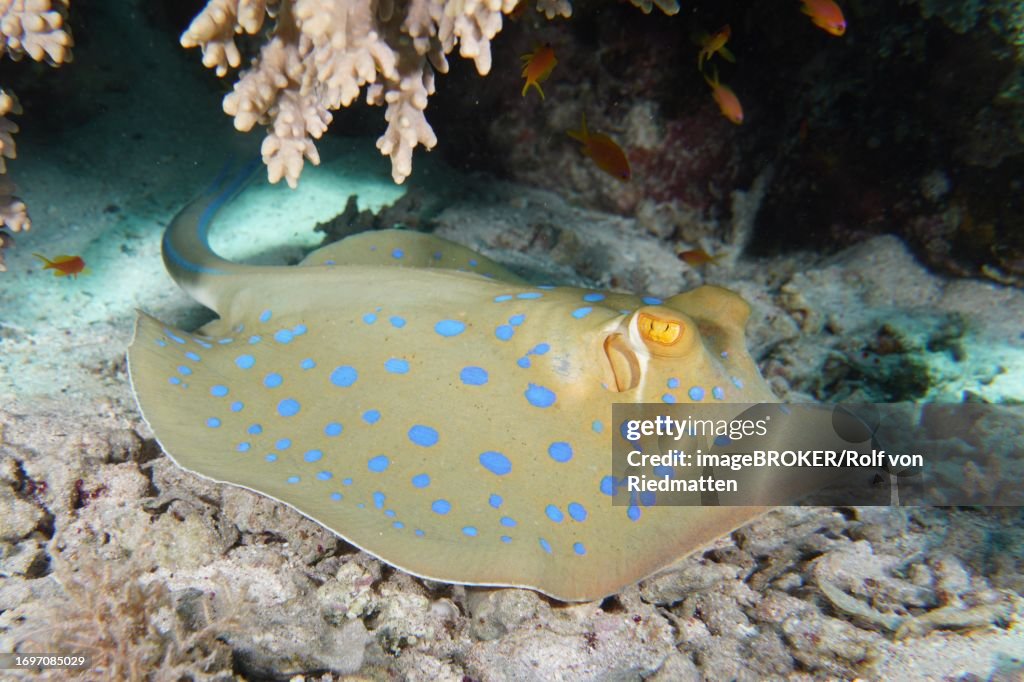 Bluespotted ribbontail ray (Taeniura lymma), House reef dive site, Mangrove Bay, El Quesir, Red Sea, Egypt