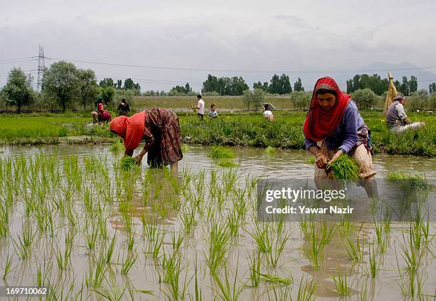 India Rie Fields Indian Rice Field Photos and Premium High Res Pictures - Getty Images