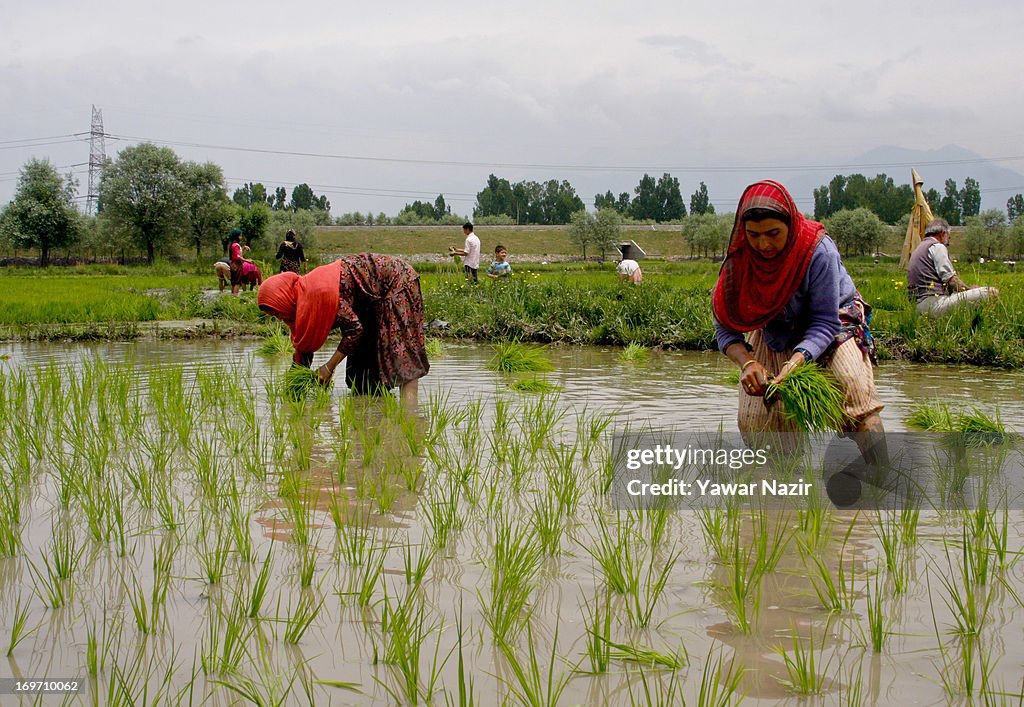 Urbanisation Takes Toll On Agricultural Land In Kashmir