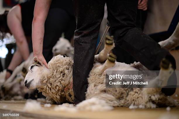 Sheep Rce Sheep Race Photos and Premium High Res Pictures - Getty Images