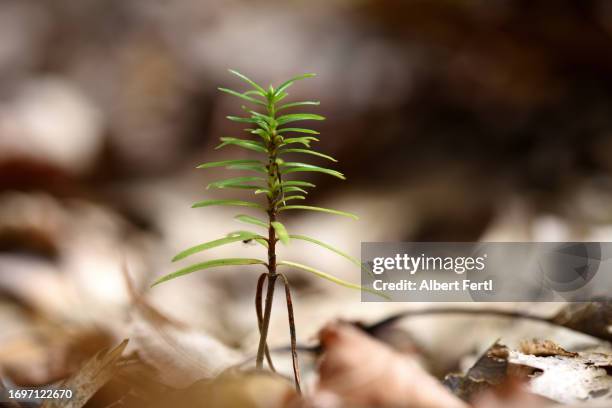 seedling of a spruce - yew needles stock pictures, royalty-free photos & images