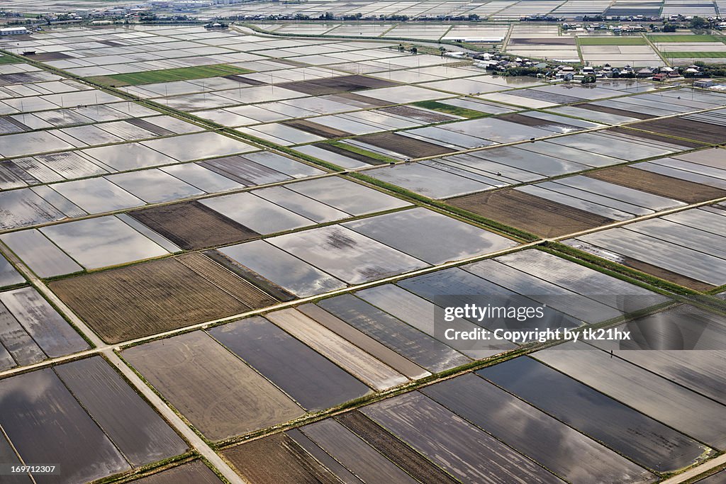 Rice fields