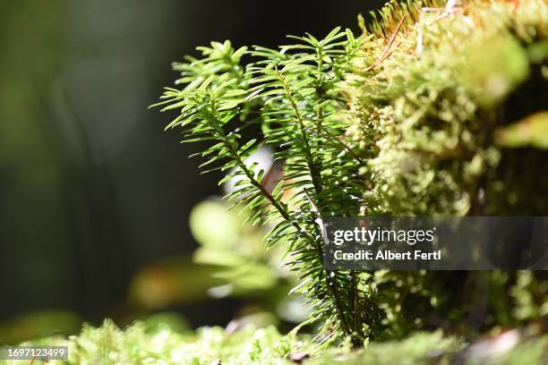 seedling of a yew - if photos et images de collection