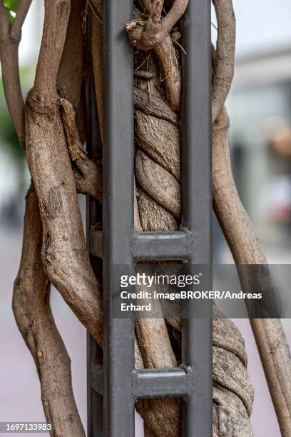 golden rain (laburnum anagyroides), bean tree, golden rush, yellow shrub, trunk and branches, wood, shoot axis, tendril with bark tightly enclosed in climbing support, old town, bad hersfeld, hesse, germany - laburnum anagyroides stock pictures, royalty-free photos & images