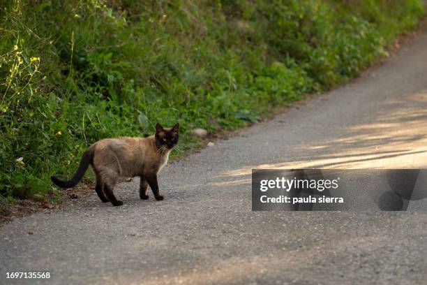 siamese cat in a path - stray animal stock pictures, royalty-free photos & images
