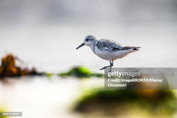 sanderling (calidris alba), birds on the beach at low tide, dawlish warren, devon, england, united kingdom - sanderling stock-fotos und bilder