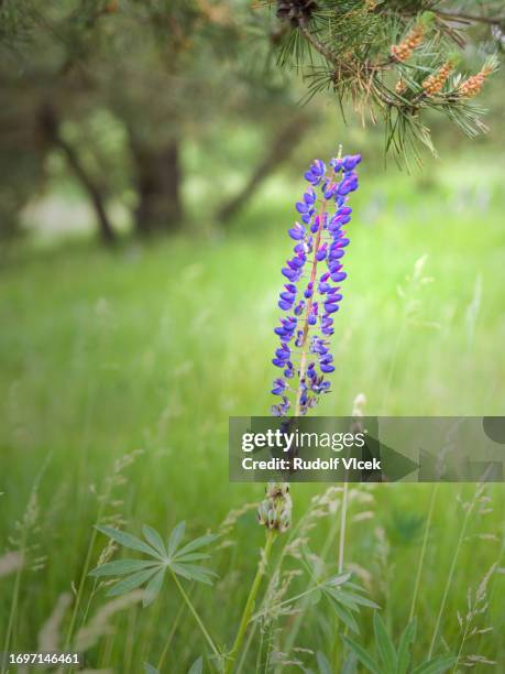 lupinus, lupin, lupine, bluebonnet - texas bluebonnet stock pictures, royalty-free photos & images