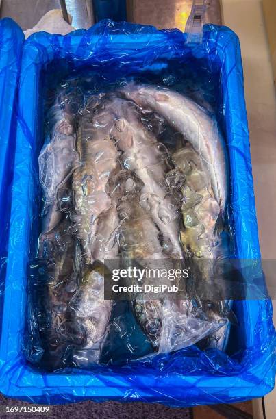 chub mackerel (scomber japonicus) from toyama - scomber japonicus stock pictures, royalty-free photos & images