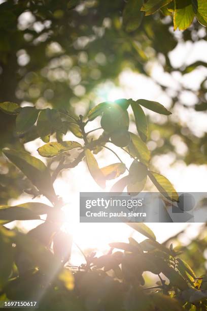 walnut tree at sunset - walnuss stock-fotos und bilder