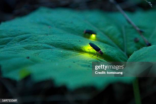 firefly - luciola cruciata - fireflies stock-fotos und bilder