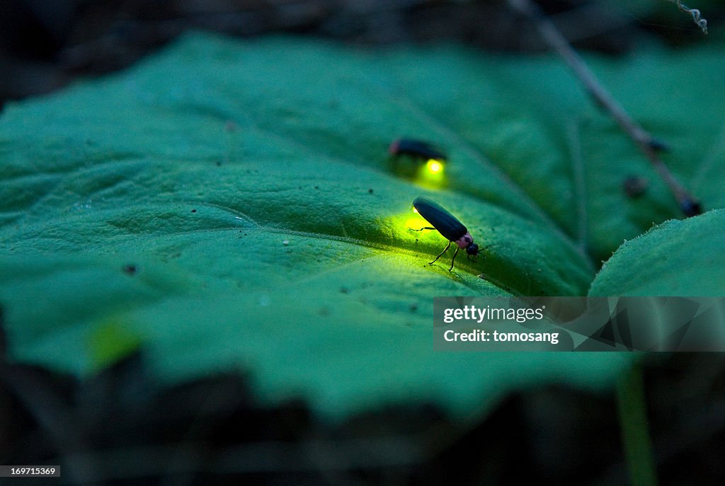 Firefly - Luciola cruciata