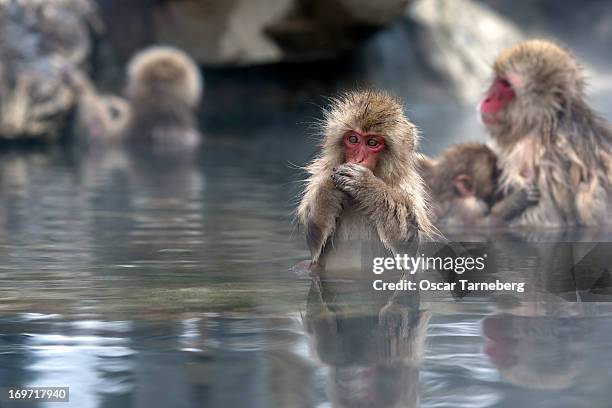 young japanese snow monkey - snow monkeys stock-fotos und bilder