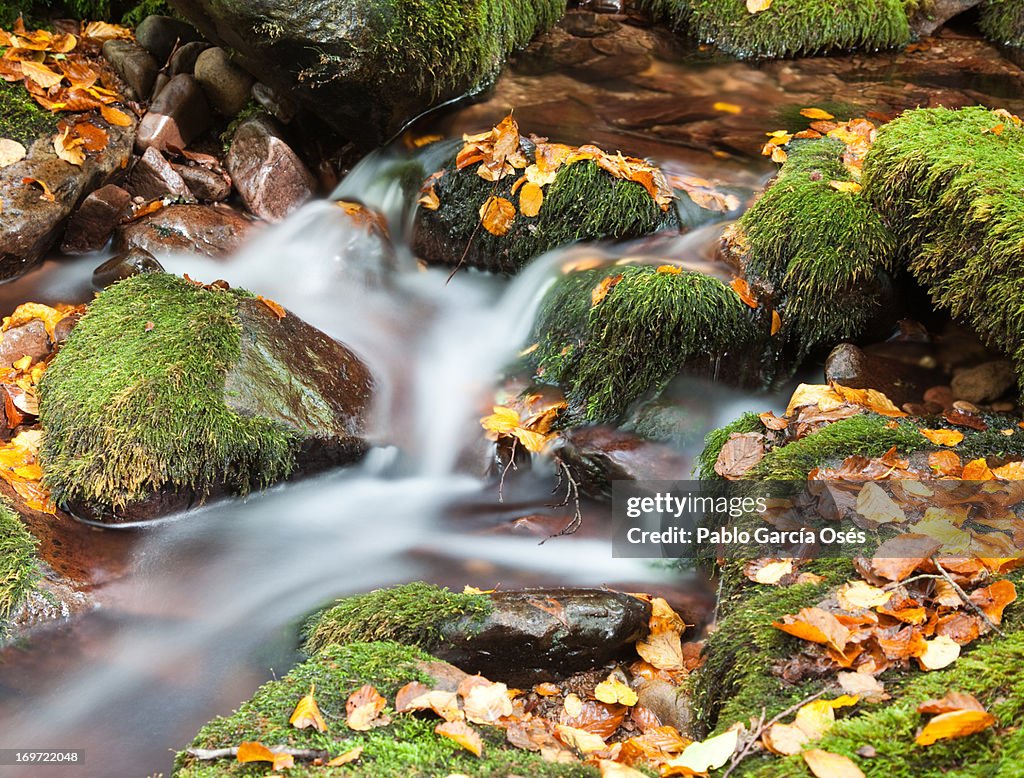 Peaceful flowing stream in the autumn forest
