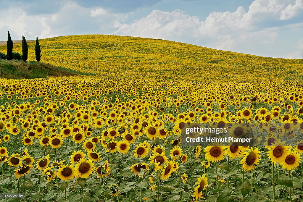 Sunflowers in Tuscany