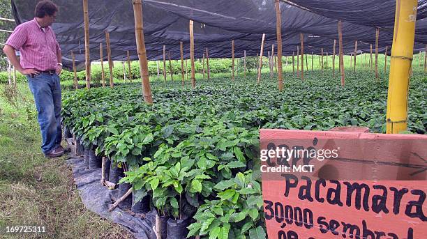 With utter dismay, coffee plantation owner Alex Keller acknowledges that 30,000 plants in his nursery at Finca Santa Isabel have already been...