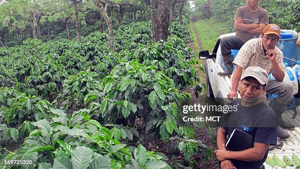 Miguel Angel Xia, a foreman in black T-shirt , supervises workers who were preparing to fumigate a coffee plantation at the San Pedrana Cooperative...