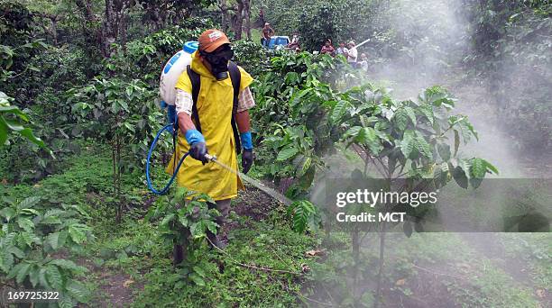 Worker fumigates coffee bushes affected by an aggressive fungus known as coffee rust at a cooperative in Guatemala's Chimaltenango Department, May...