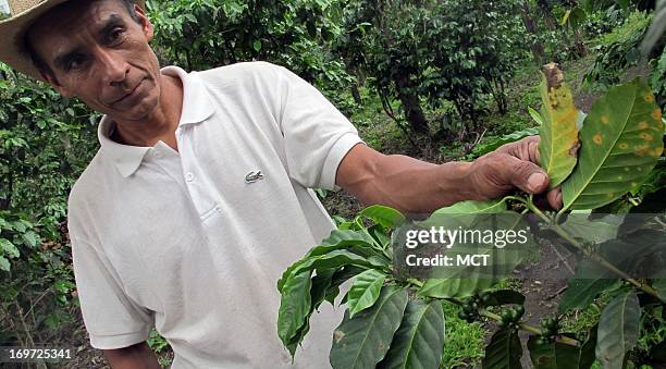 Worker Rigoberto Umul turns up leaves on a coffee bush at a cooperative farm near San Pedro Yepocapa, Guatemala, to show the rust, or fungus, that is...