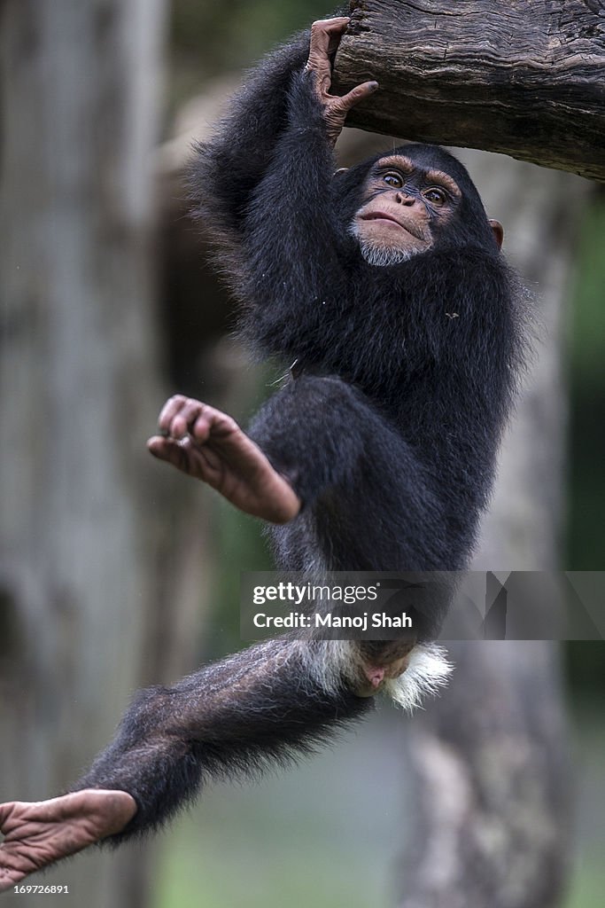 Male Chimpanzee youngster playing