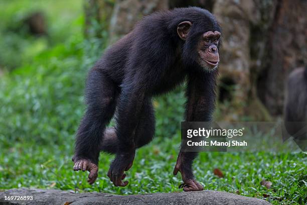 male chimpanzee youngster - chimpanzee stockfoto's en -beelden